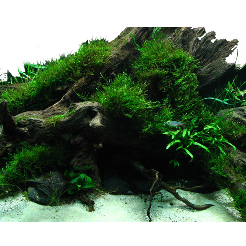 muschi piante pianta per acquario acqua dolce tropicale muschio di Giava Java Taxyphyllum barbieri